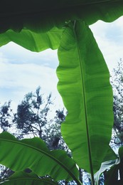 Banana plants with beautiful green leaves outdoors, low angle view. Tropical vegetation