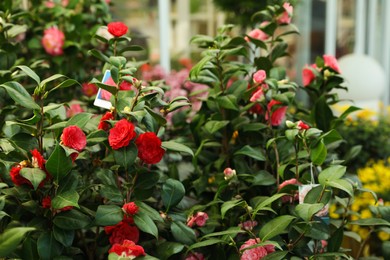 Photo of Camellia japonica bush with beautiful flowers on blurred background