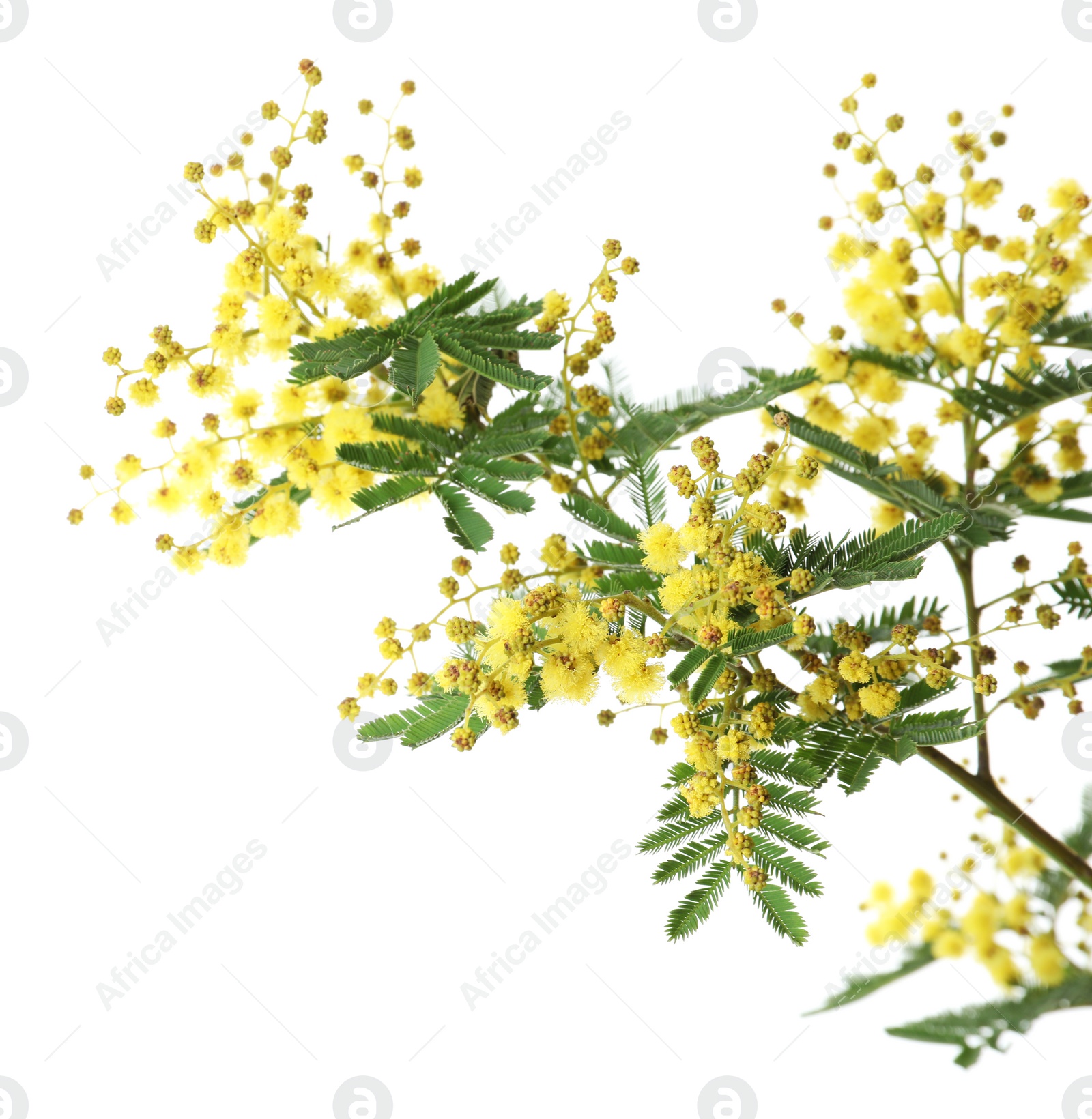 Photo of Beautiful mimosa plant with small yellow flowers on white background, closeup