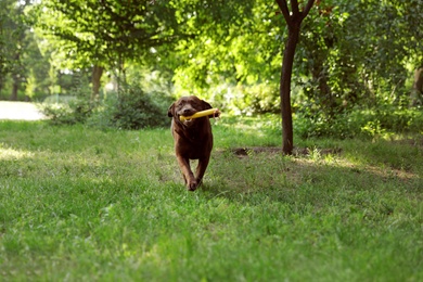 Photo of Cute Chocolate Labrador Retriever dog with toy on green grass in park