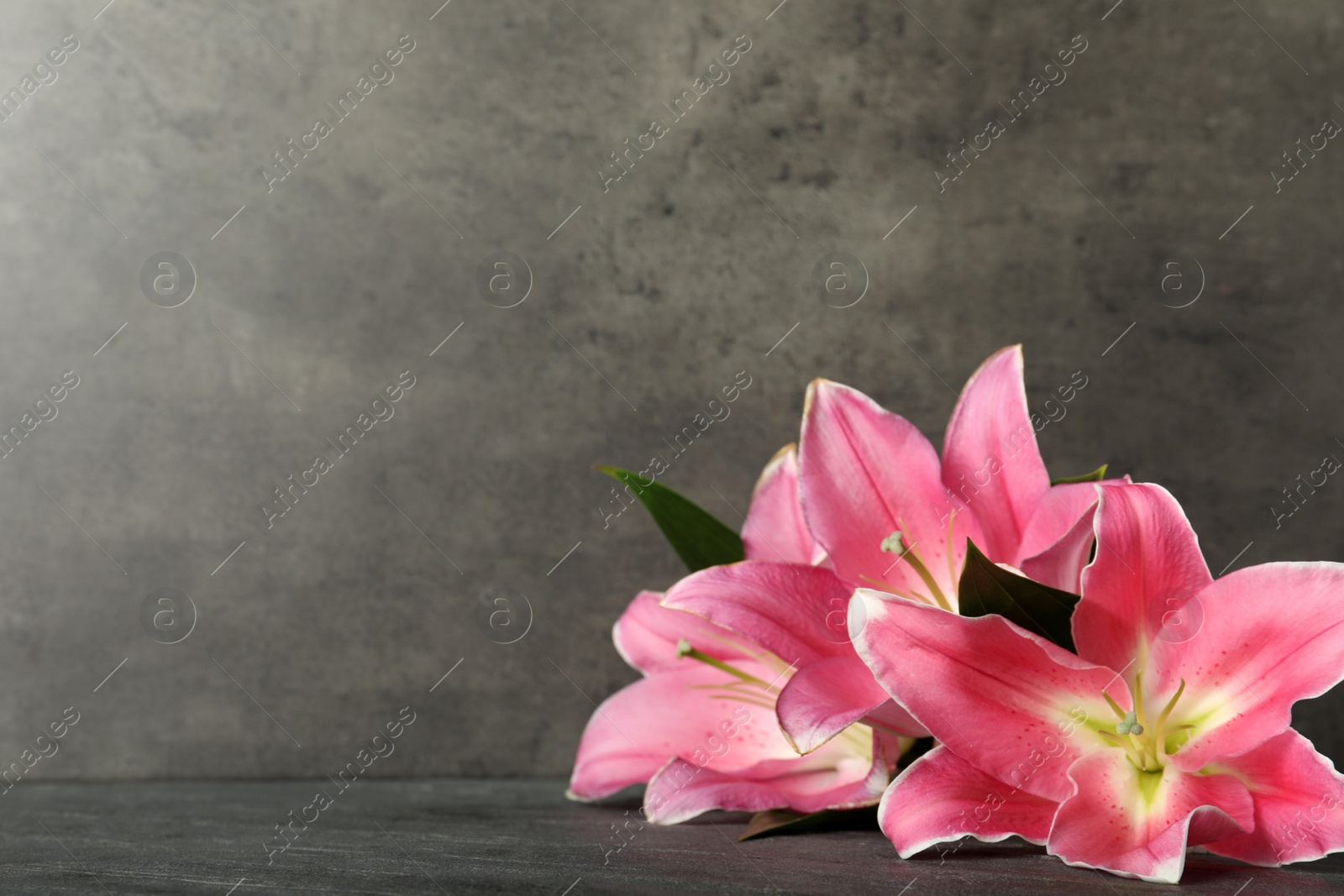 Photo of Beautiful pink lily flowers on grey table, space for text