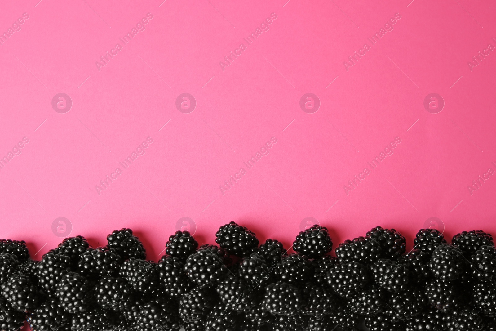 Photo of Flat lay composition with ripe blackberries on pink background. Space for text