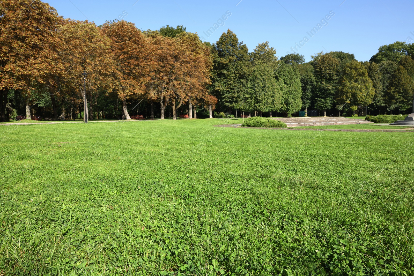 Photo of Beautiful fresh green grass on sunny day