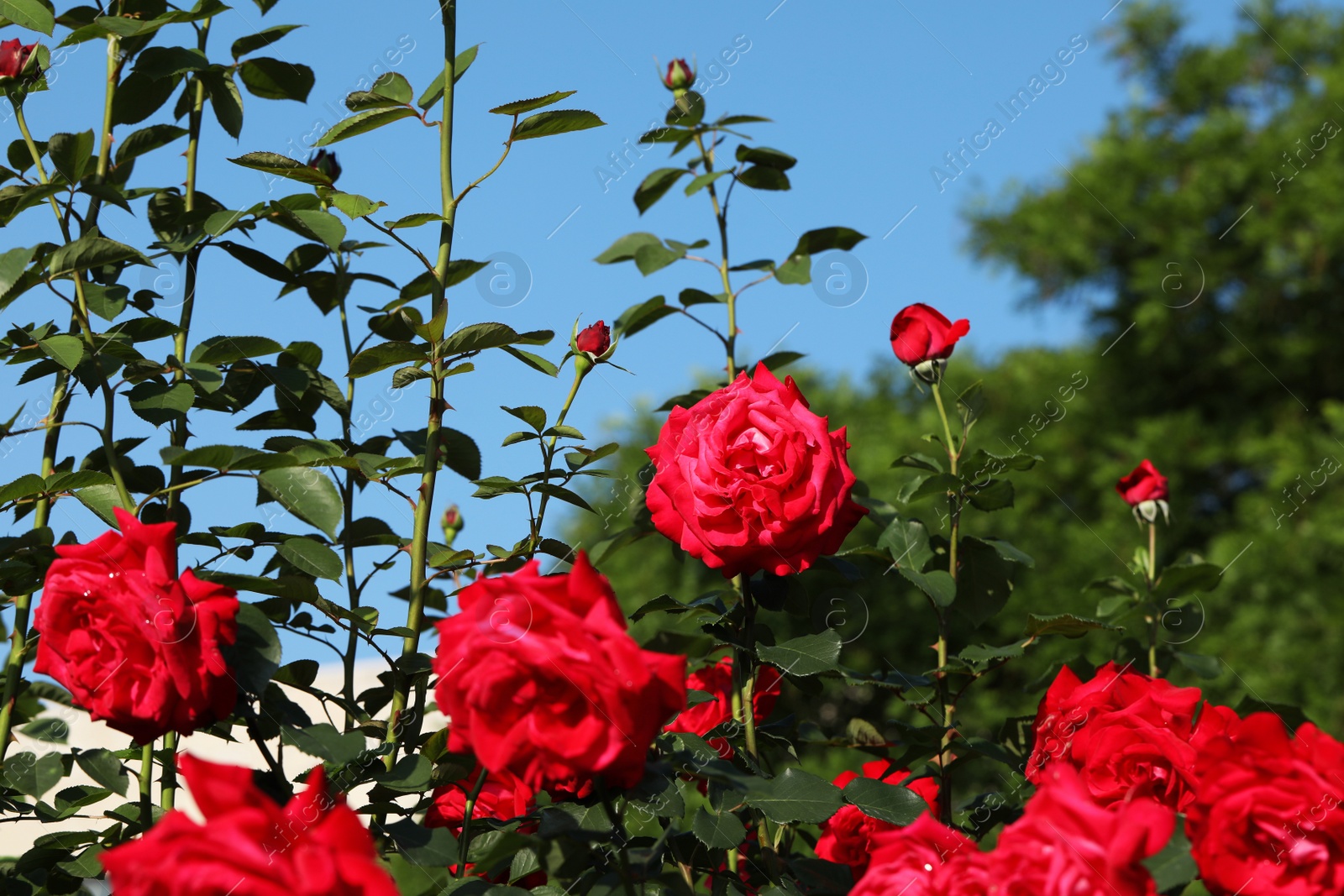 Photo of Beautiful blooming roses in garden on sunny day