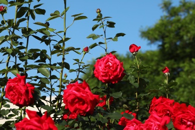 Photo of Beautiful blooming roses in garden on sunny day