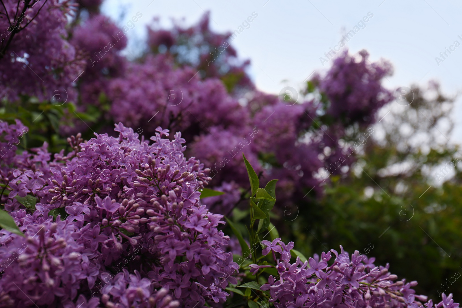 Photo of Beautiful blossoming lilac with water drops outdoors. Space for text