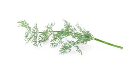 Sprig of fresh dill isolated on white