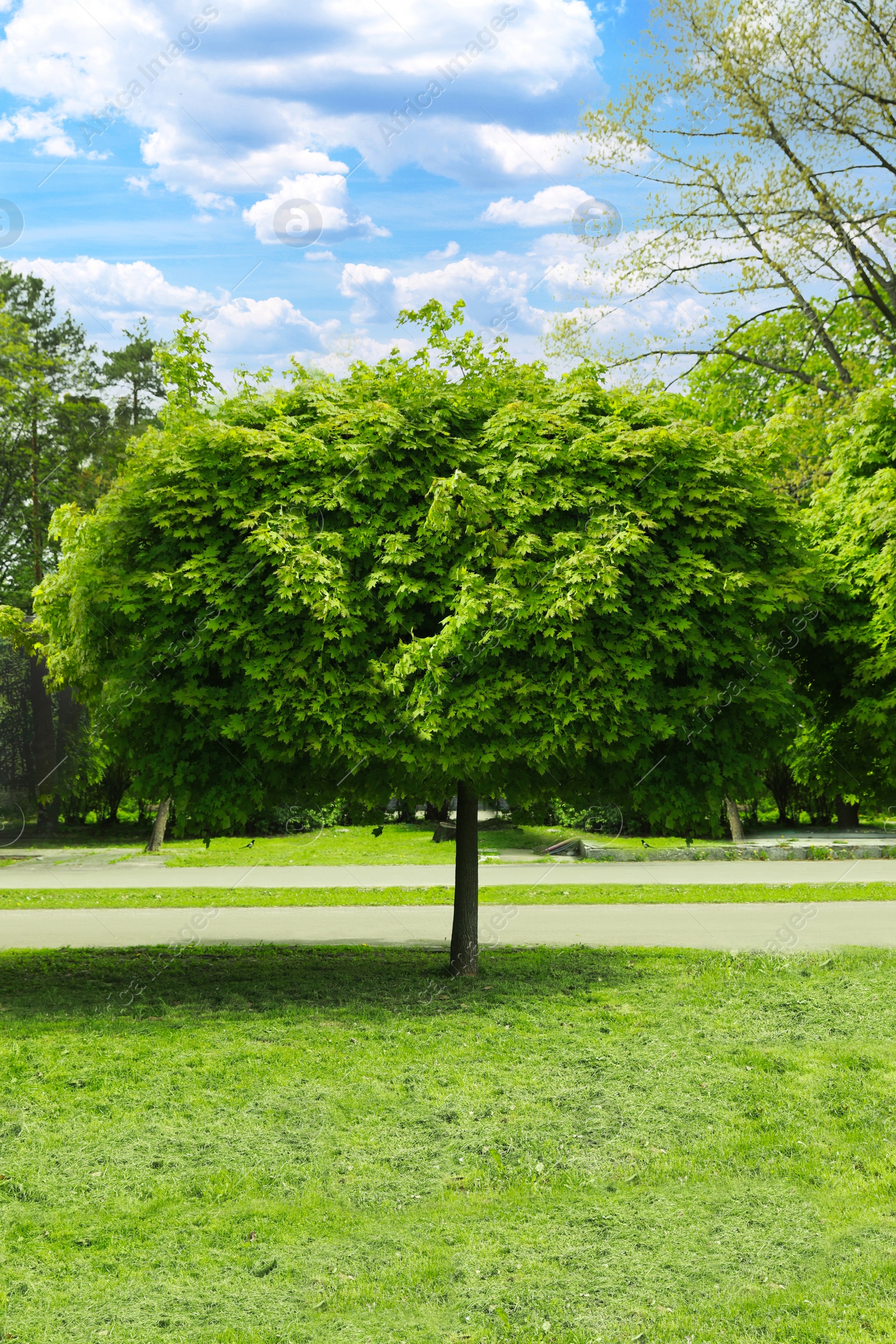 Photo of Tree with green leaves in park on sunny day