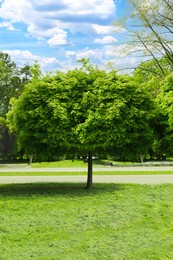 Photo of Tree with green leaves in park on sunny day