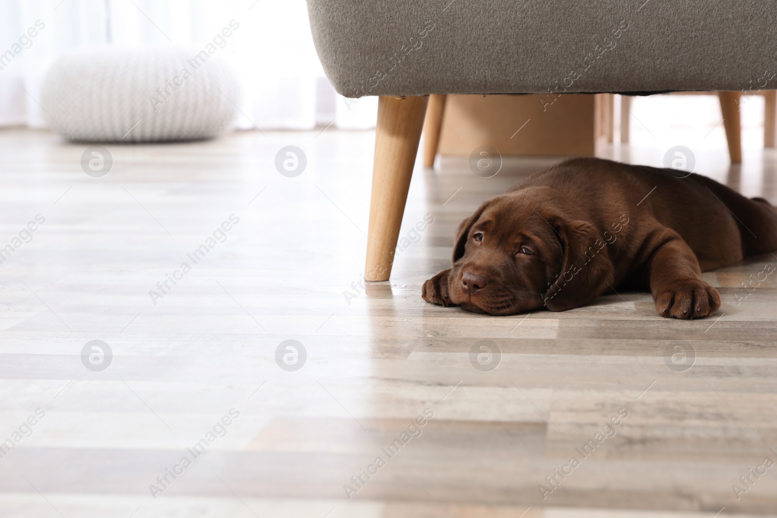 Photo of Chocolate Labrador Retriever puppy lying on floor at home. Space for text