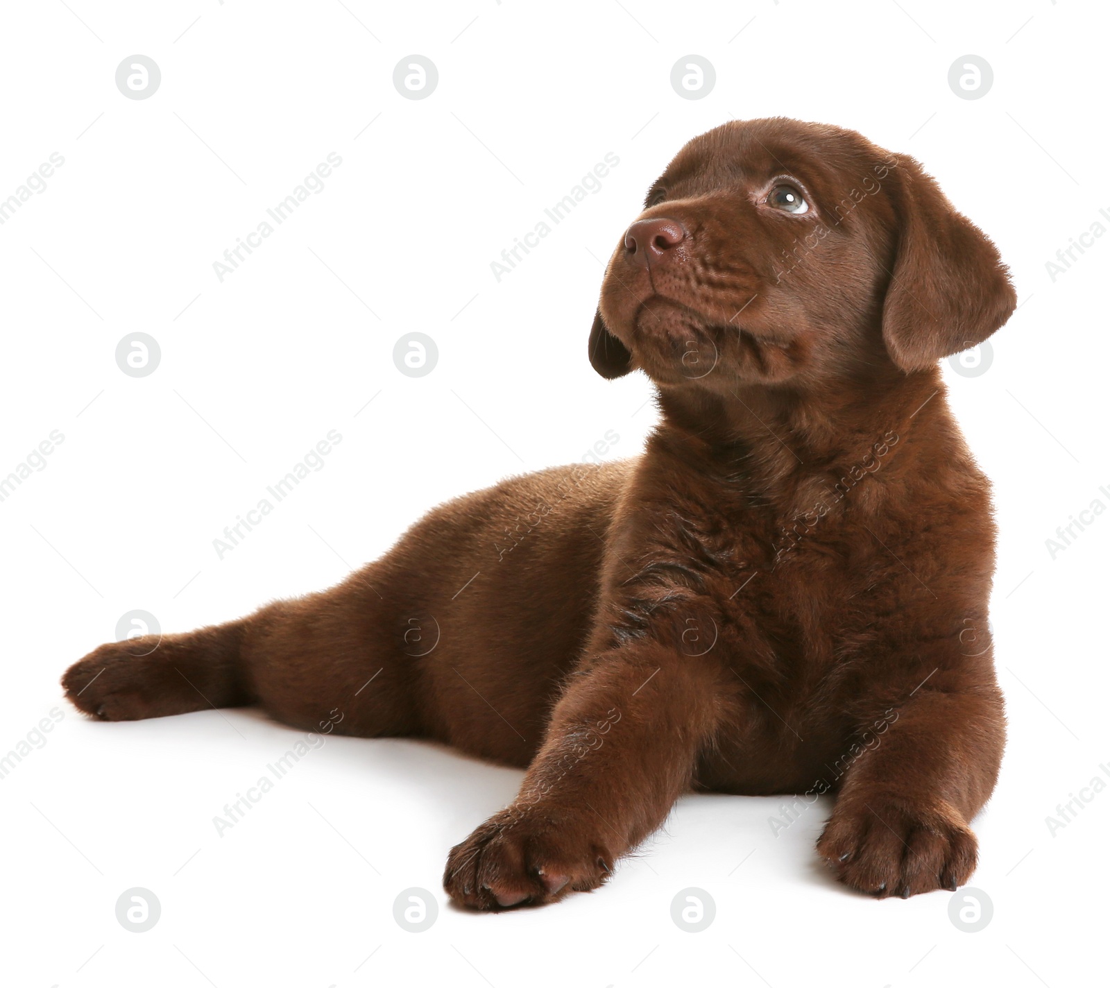 Photo of Chocolate Labrador Retriever puppy on white background