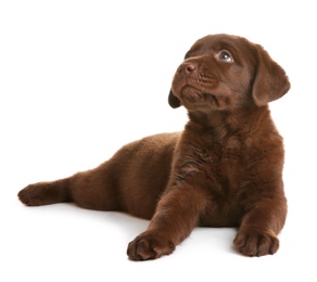 Photo of Chocolate Labrador Retriever puppy on white background