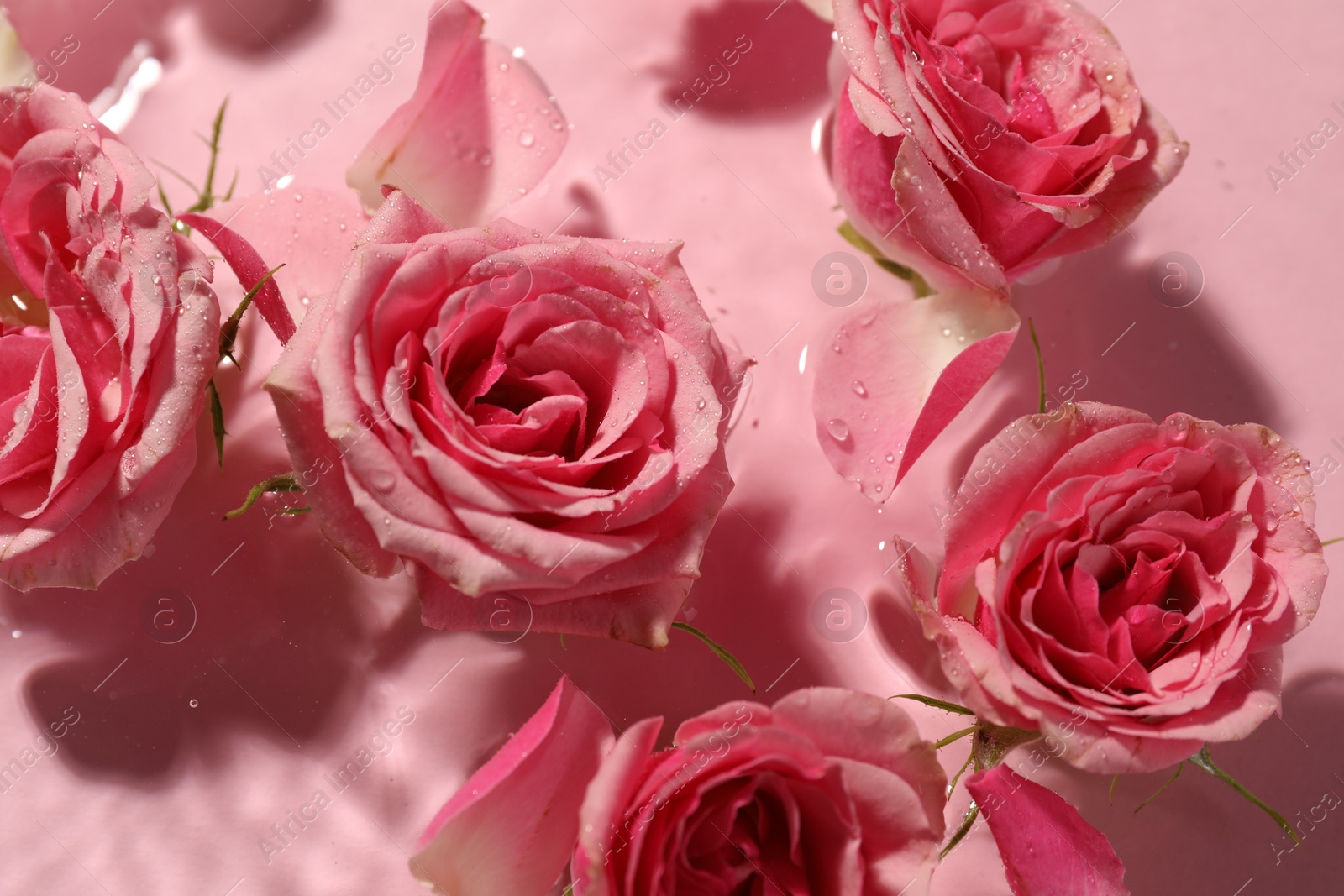 Photo of Beautiful roses and petals in water on pink background, closeup