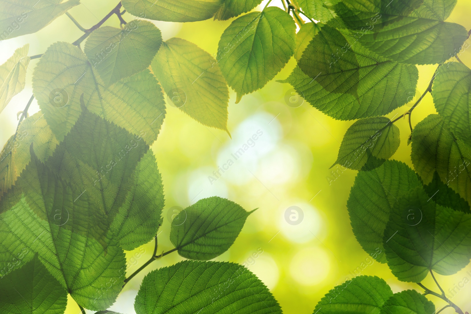 Image of Tree branches with green leaves on sunny day