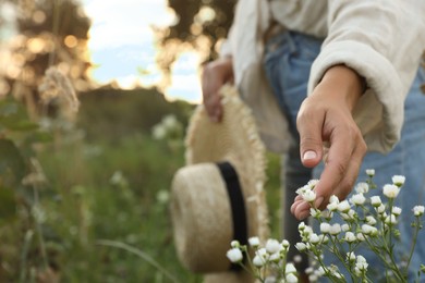 Woman walking through meadow and touching beautiful white flowers outdoors, closeup. Space for text
