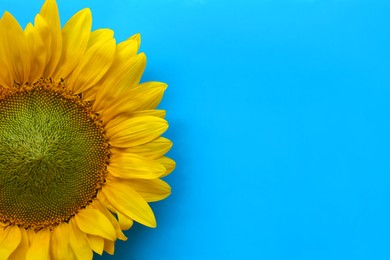 Photo of Beautiful sunflower on light blue background, top view. Space for text