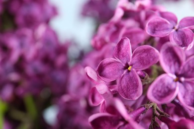 Photo of Closeup view of beautiful lilac flowers on blurred background, space for text