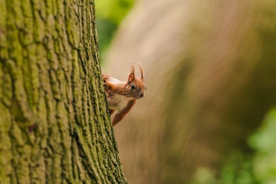 Photo of Cute red squirrel on tree trunk in forest, space for text