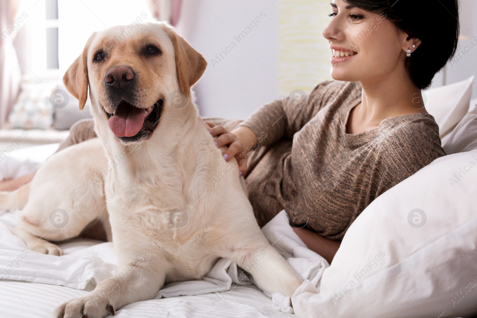 Photo of Adorable yellow labrador retriever with owner on bed indoors