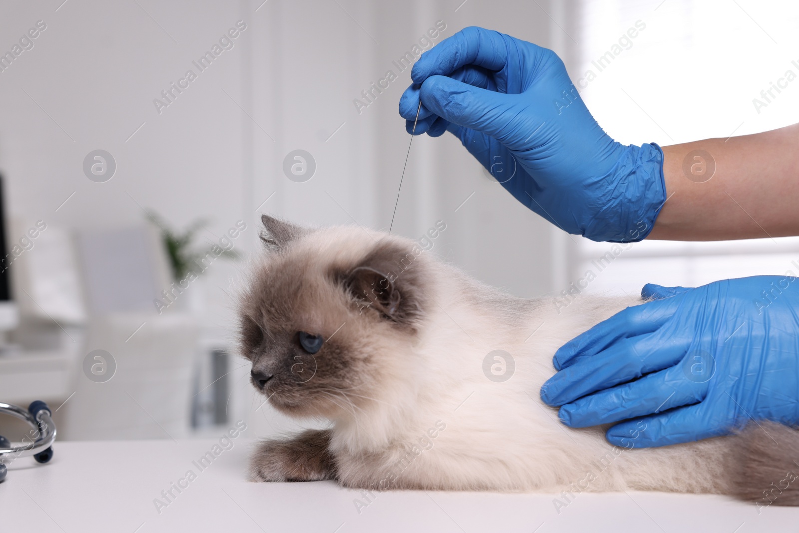 Photo of Veterinary holding acupuncture needle near cat's head in clinic, closeup. Animal treatment