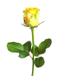 Photo of Beautiful blooming yellow rose on white background