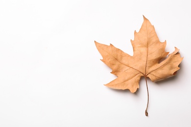 Dry autumn leaf on white background, top view