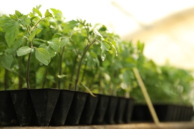 Photo of Many green tomato plants in seedling tray on table