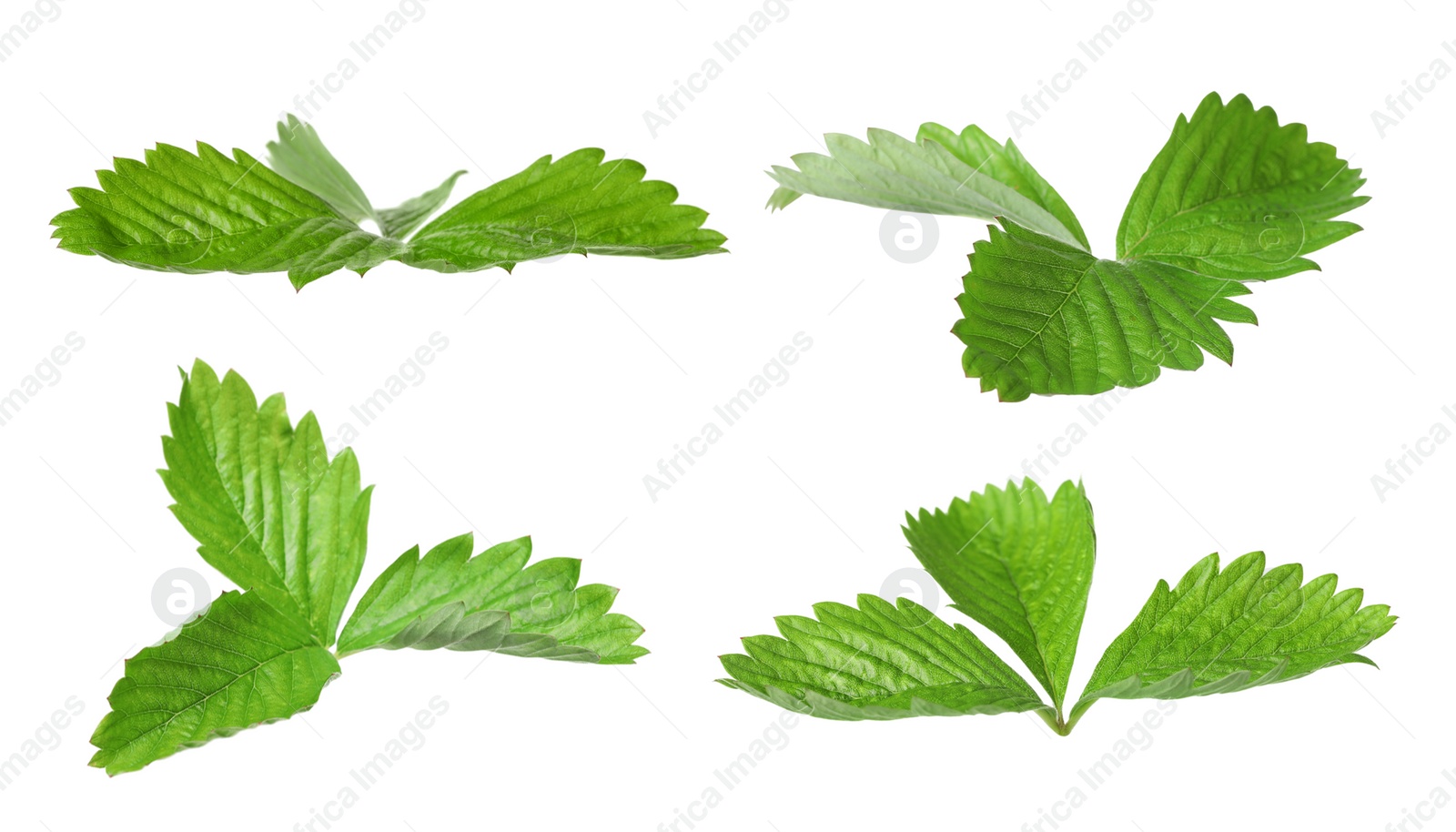 Image of Set with bright green wild strawberry leaves isolated on white