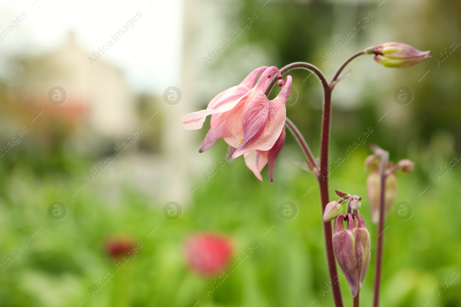 Photo of Beautiful blooming aquilegia plant outdoors, closeup view. Meadow flowers