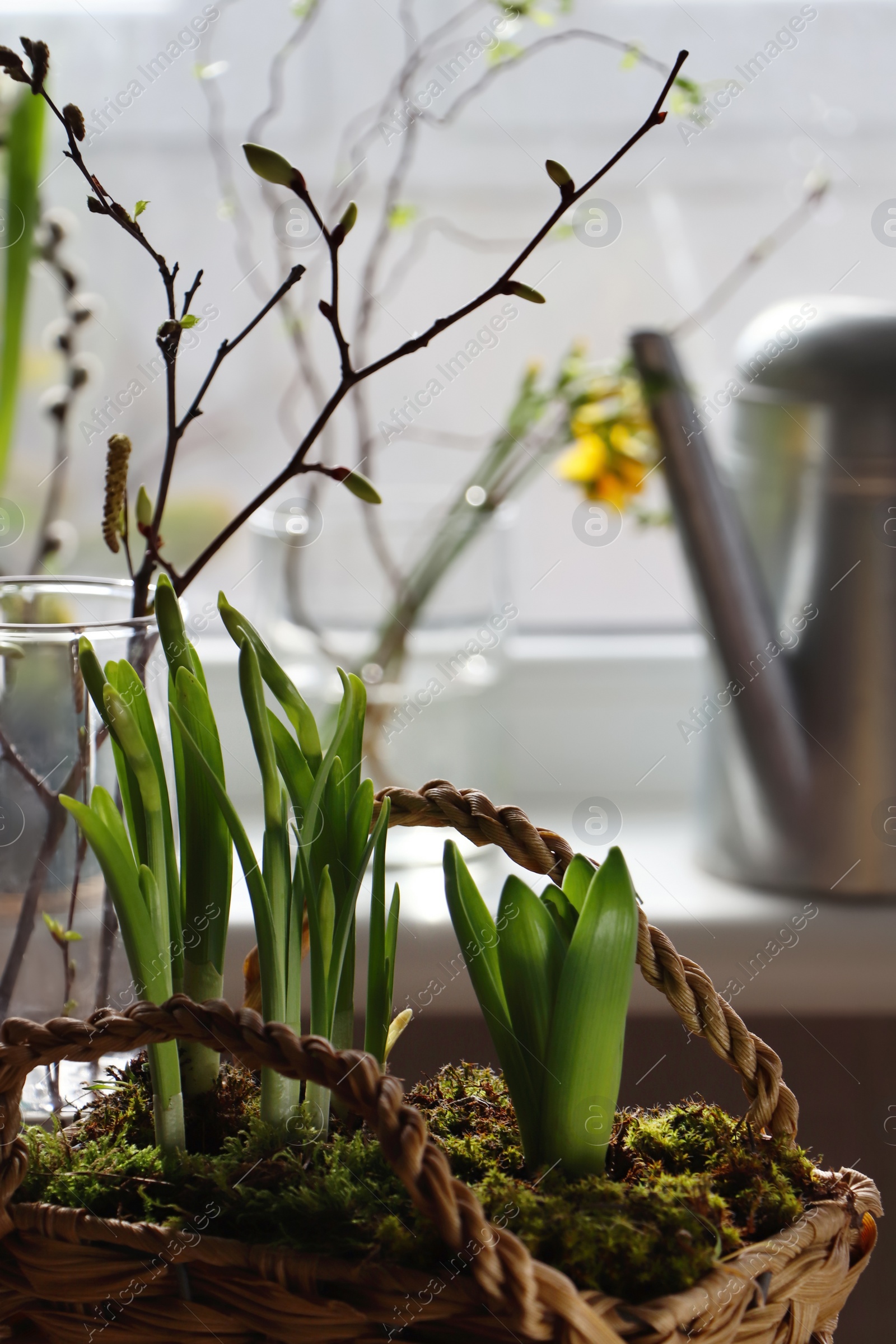 Photo of Spring shoots of Narcissus and Hyacinth planted in wicker basket at home, closeup