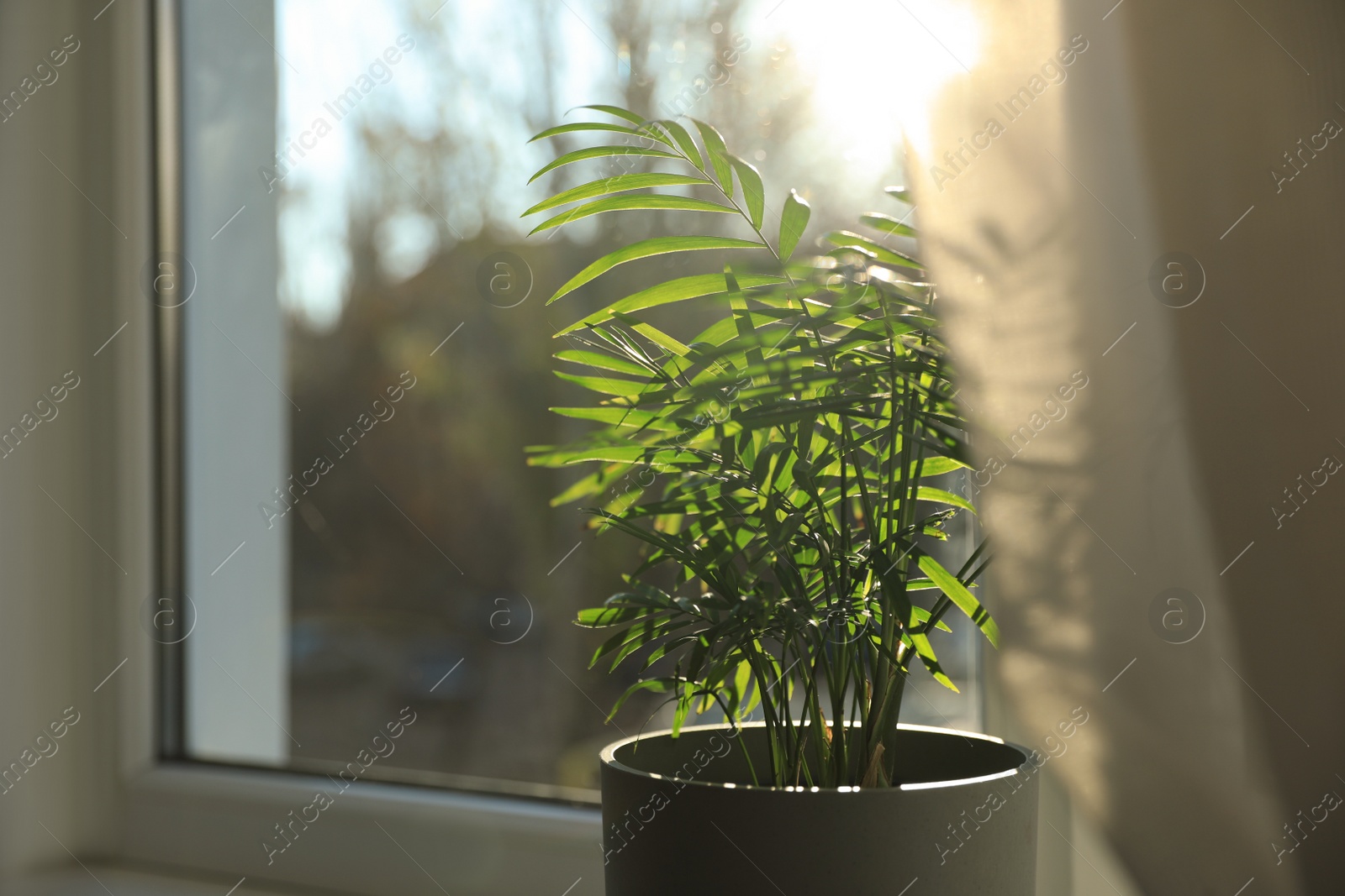 Photo of Beautiful green houseplant near window indoors. Space for text