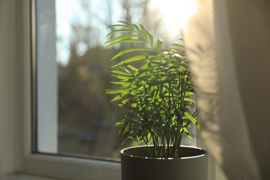 Photo of Beautiful green houseplant near window indoors. Space for text