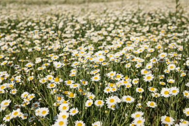 Photo of Closeup view of beautiful chamomile field on sunny day