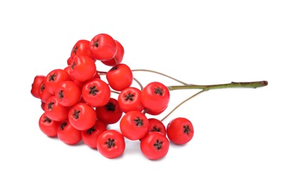 Photo of Bunch of ripe rowan berries on white background