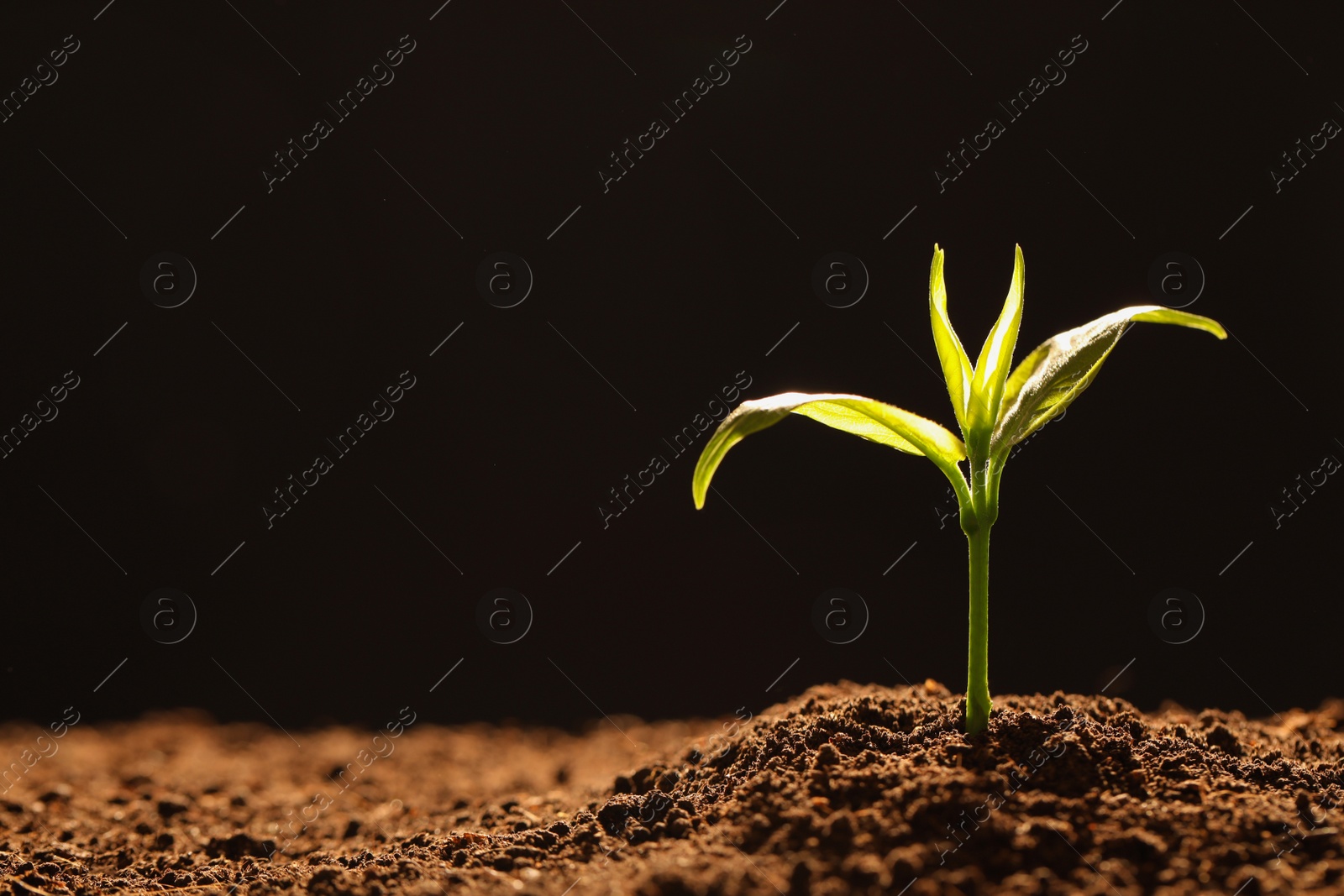 Photo of Young seedling in soil on black background, space for text