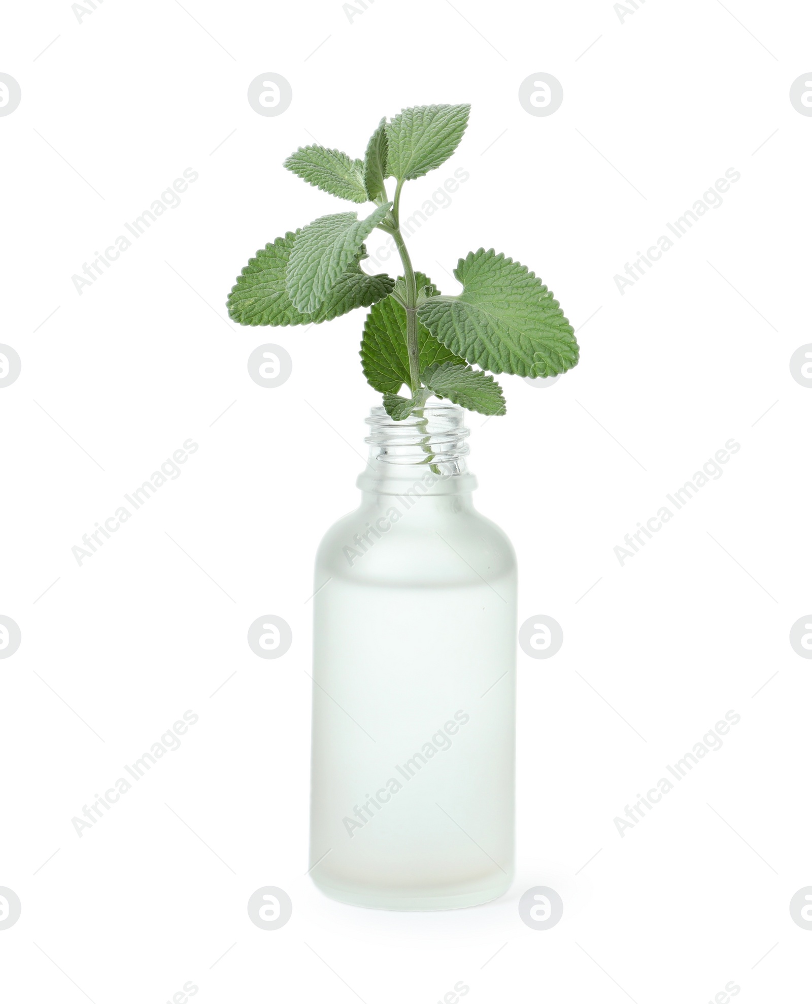 Photo of Bottle of essential oil and mint on white background