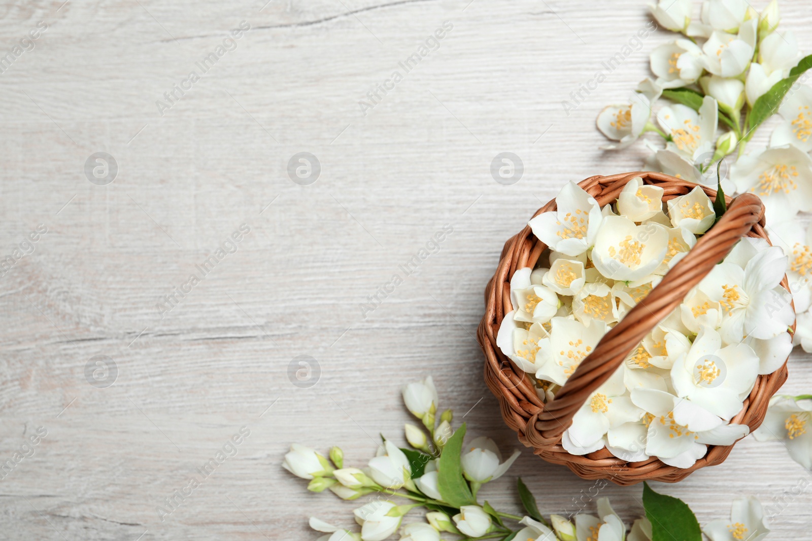 Photo of Flat lay composition with beautiful jasmine flowers on white wooden background. Space for text