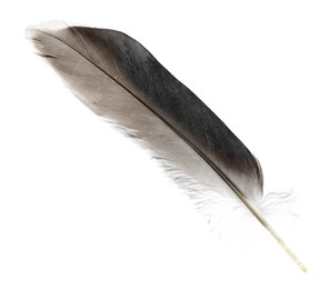 Photo of Beautiful grey bird feather isolated on white