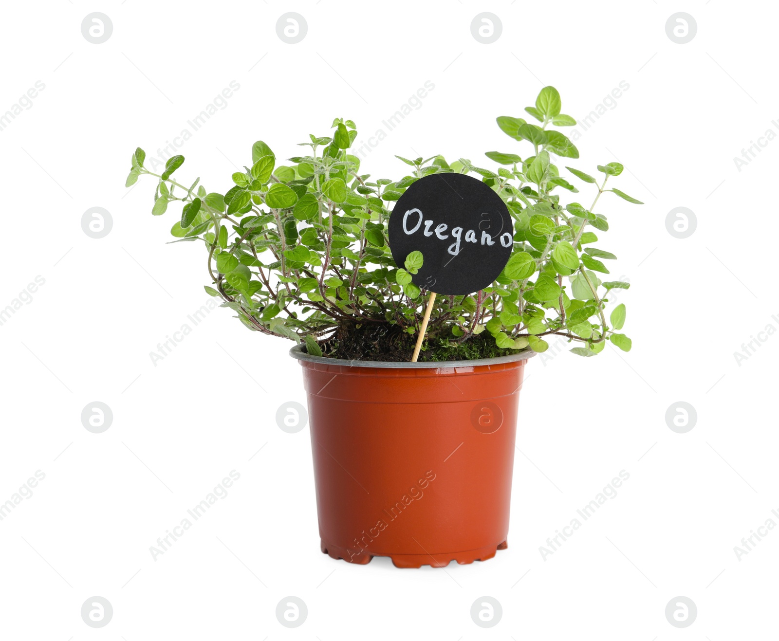 Photo of Aromatic green potted oregano isolated on white