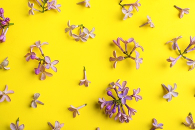 Photo of Blossoming lilac flowers on color background, flat lay