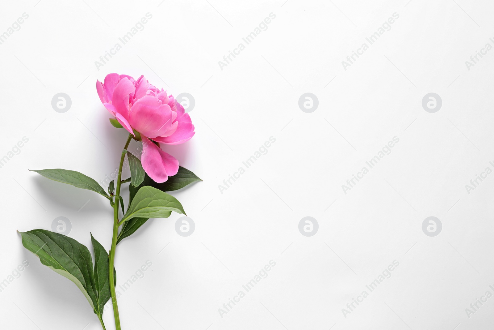 Photo of Beautiful peony flower on white background, top view