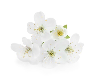 Beautiful flowers of blooming spring tree on white background