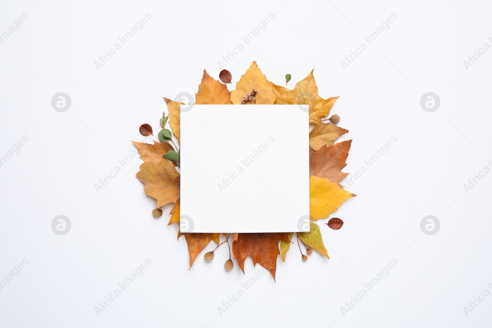 Photo of Flat lay composition with autumn leaves and blank card on white background, space for text