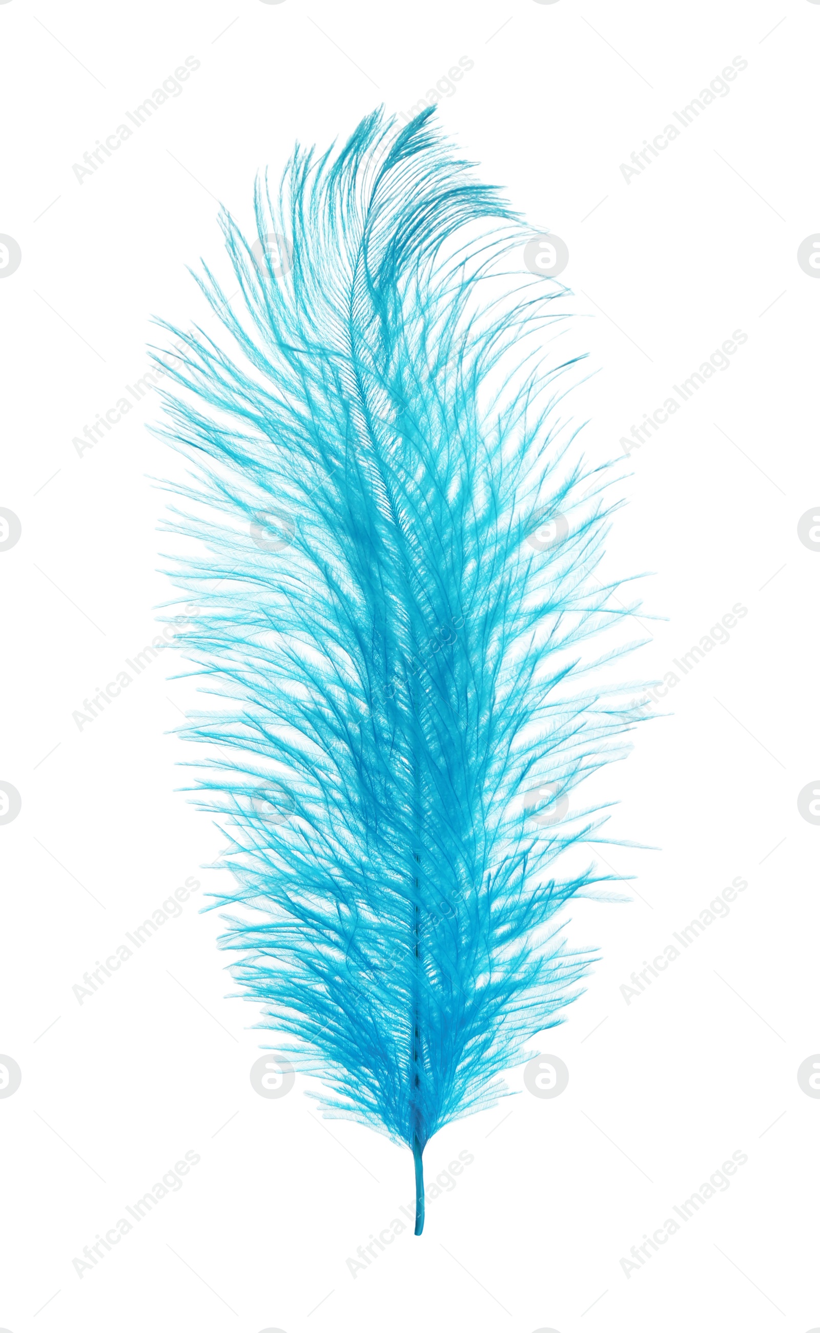 Photo of Beautiful light blue feather isolated on white