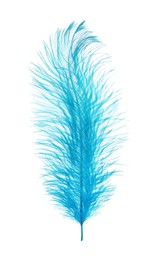 Beautiful light blue feather isolated on white