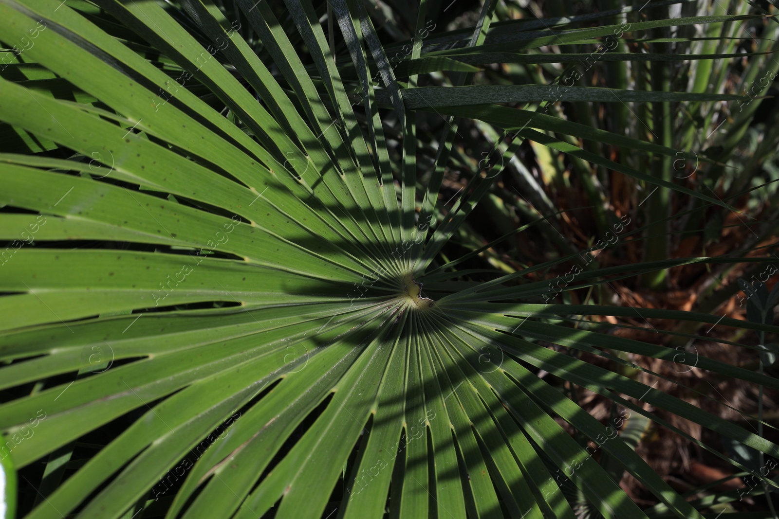 Photo of Beautiful tropical palm growing outdoors, closeup view