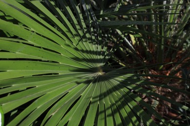 Photo of Beautiful tropical palm growing outdoors, closeup view