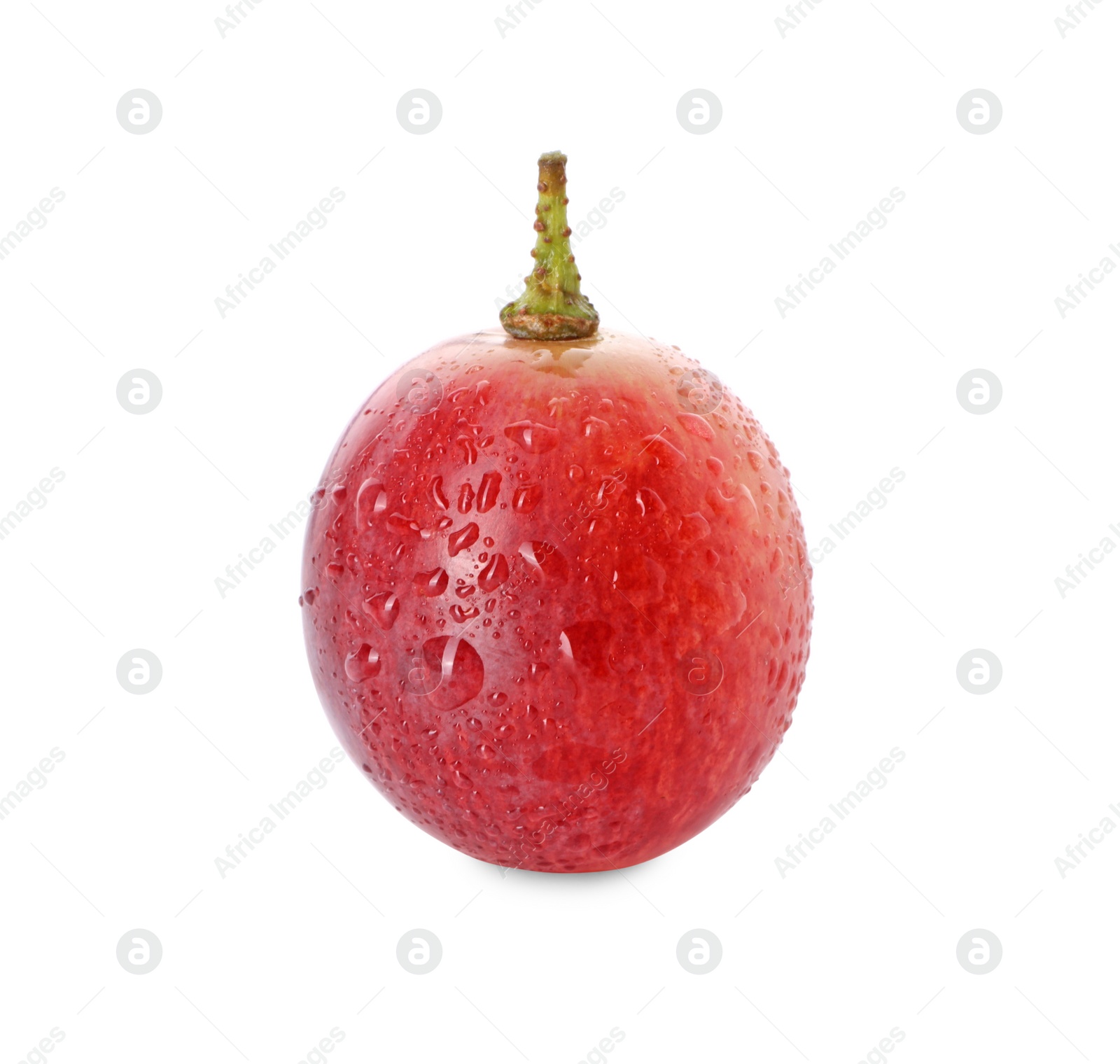 Photo of One ripe red grape with water drops isolated on white