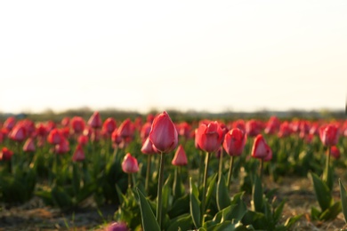 Field with fresh beautiful tulips. Blooming flowers