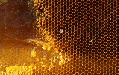 Uncapped filled honeycomb as background, closeup view